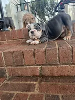 Chunky , a female English Bulldog for sale in Cleveland, NC – Photo 4 of 4