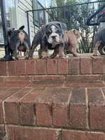 Chunky , a female English Bulldog for sale in Cleveland, NC – Photo 3 of 4
