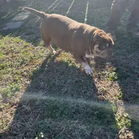 Coconut, a female American Bulldog for sale in Cleveland, NC – Photo 5 of 9