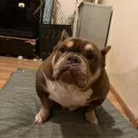 Coconut, a female American Bulldog for sale in Cleveland, NC – Photo 1 of 9