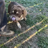 Coconut, a female American Bulldog for sale in Cleveland, NC – Photo 6 of 9