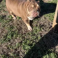 Coconut, a female American Bulldog for sale in Cleveland, NC – Photo 3 of 9