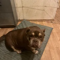 Coconut, a female American Bulldog for sale in Cleveland, NC – Photo 2 of 9