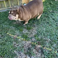 Coconut, a female American Bulldog for sale in Cleveland, NC – Photo 8 of 9