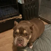 Coconut, a female American Bulldog for sale in Cleveland, NC – Photo 7 of 9