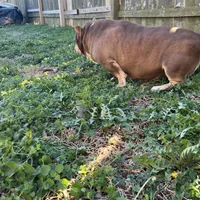 Coconut, a female American Bulldog for sale in Cleveland, NC – Photo 4 of 9