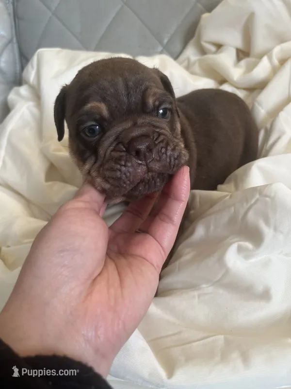 Kim  – English Bulldog puppy for sale in Cleveland, NC