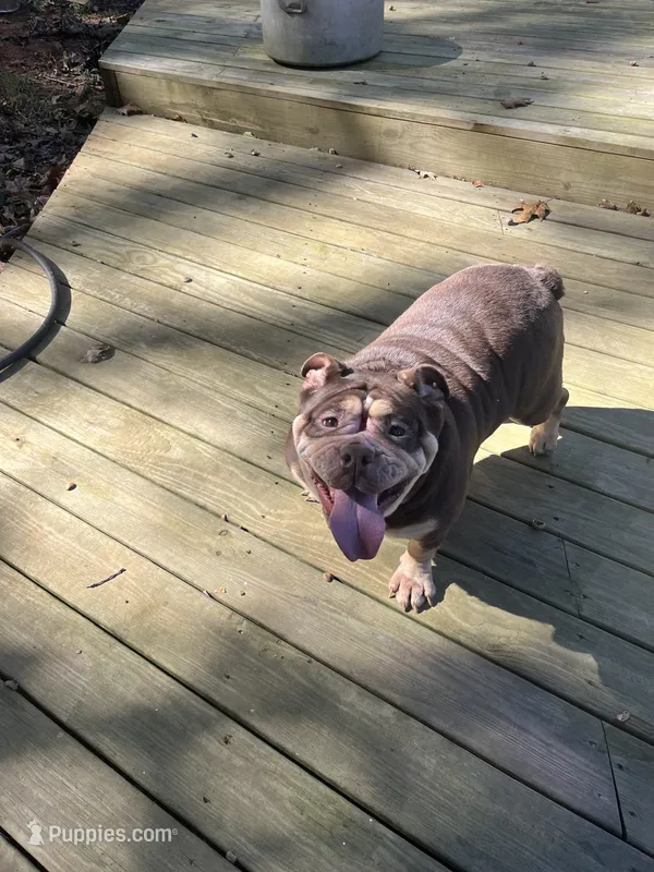 Lulu – American Bulldog puppy for sale in Cleveland, NC