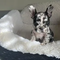 Lazy, a male French Bulldog for sale in Cleveland, NC – Photo 3 of 8