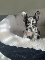 Lazy, a male French Bulldog for sale in Cleveland, NC – Photo 3 of 5