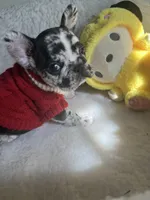 Boba, a female French Bulldog for sale in Cleveland, NC – Photo 4 of 4