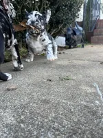 Lazy, a male French Bulldog for sale in Cleveland, NC – Photo 7 of 8