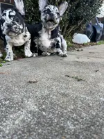 Lazy, a male French Bulldog for sale in Cleveland, NC – Photo 8 of 8