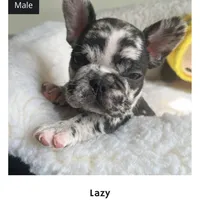 Lazy, a male French Bulldog for sale in Cleveland, NC – Photo 5 of 8