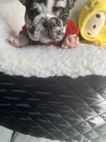 Boba, a female French Bulldog for sale in Cleveland, NC – Photo 3 of 4
