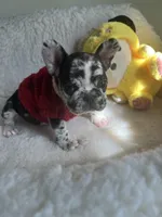 Boba, a female French Bulldog for sale in Cleveland, NC – Photo 2 of 4