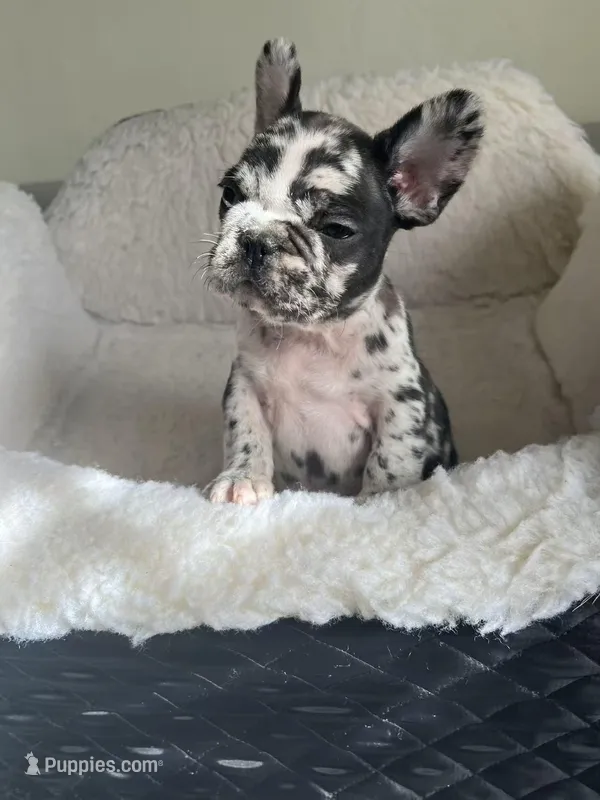 Lazy, a male French Bulldog for sale in Cleveland, NC – Photo 1 of 5