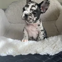 Lazy, a male French Bulldog for sale in Cleveland, NC – Photo 1 of 8