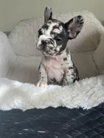 Lazy, a male French Bulldog for sale in Cleveland, NC – Photo 1 of 5