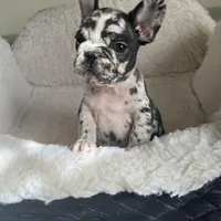 Lazy, a male French Bulldog for sale in Cleveland, NC – Photo 4 of 8