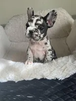 Lazy, a male French Bulldog for sale in Cleveland, NC – Photo 4 of 5