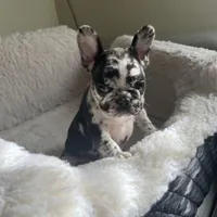 Lazy, a male French Bulldog for sale in Cleveland, NC – Photo 2 of 8