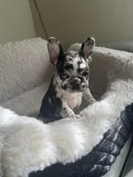 Lazy, a male French Bulldog for sale in Cleveland, NC – Photo 2 of 5