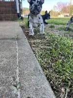 Lazy, a male French Bulldog for sale in Cleveland, NC – Photo 6 of 8