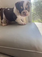 Fry, a female English Bulldog for sale in Cleveland, NC – 5 of 5