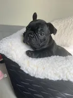Black bean, a female French Bulldog for sale in Cleveland, NC – Photo 3 of 4