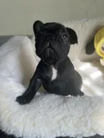 Black bean, a female French Bulldog for sale in Cleveland, NC – Photo 1 of 4