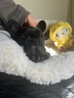 Black bean, a female French Bulldog for sale in Cleveland, NC – Photo 2 of 4