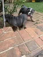 Chunky , a female English Bulldog for sale in Cleveland, NC – 7 of 7