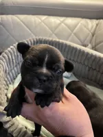 Baby , a female French Bulldog for sale in Cleveland, NC – Photo 1 of 6