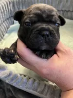 Baby , a female French Bulldog for sale in Cleveland, NC – Photo 3 of 6