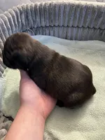 Baby , a female French Bulldog for sale in Cleveland, NC – Photo 6 of 6