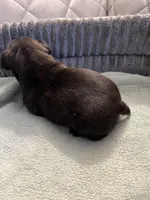 Baby , a female French Bulldog for sale in Cleveland, NC – Photo 5 of 6