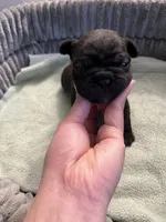 Baby , a female French Bulldog for sale in Cleveland, NC – Photo 4 of 6