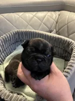 Baby , a female French Bulldog for sale in Cleveland, NC – Photo 2 of 6