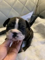 Big rope 2 , a male French Bulldog for sale in Cleveland, NC – 2 of 5