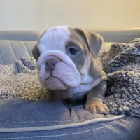 Linda, a female English Bulldog for sale in Cleveland, NC – Photo 1 of 9