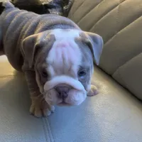 Linda, a female English Bulldog for sale in Cleveland, NC – Photo 2 of 9