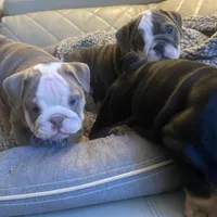 Linda, a female English Bulldog for sale in Cleveland, NC – Photo 8 of 9