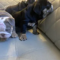 Linda, a female English Bulldog for sale in Cleveland, NC – Photo 4 of 9