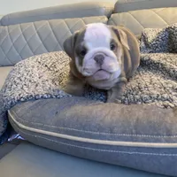 Linda, a female English Bulldog for sale in Cleveland, NC – Photo 5 of 9