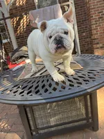 Bear , a male English Bulldog for sale in Cleveland, NC – 3 of 5