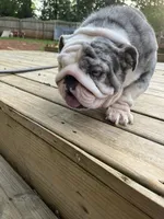 Maya , a female English Bulldog for sale in Cleveland, NC – 3 of 4