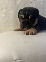 Black triangle , a female English Bulldog for sale in Cleveland, NC – 6 of 7