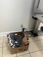 Chunky , a female English Bulldog for sale in Cleveland, NC – 3 of 7