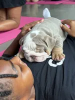 Watermelon, a male English Bulldog for sale in Cleveland, NC – 2 of 6